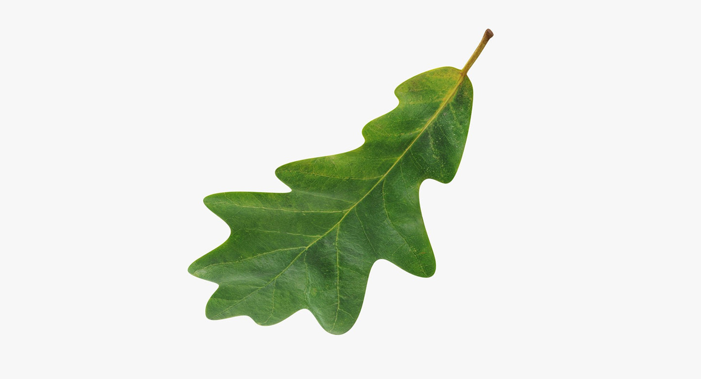 Oak leaf
