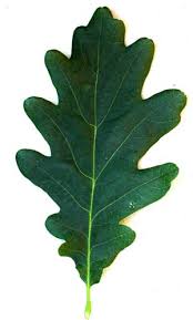 Dark green oak leaf from leafingdisearth ver.2.0 with distinctive lobes and prominent veins, foliage.