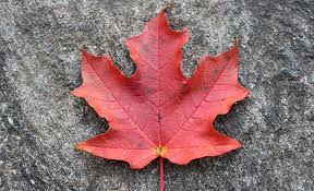 Vibrant red maple leaf from Canada's 'leafingdisearth ver.2.0' collection features a distinctive shape.